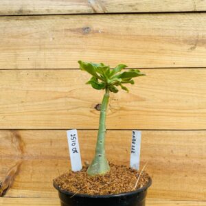 2510 08 Rosa do Deserto Mabelle