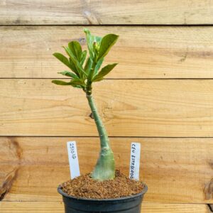 2510 12 Rosa do Deserto Céu Estrelado