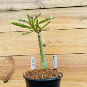 2510 13 Rosa do Deserto Rihanna