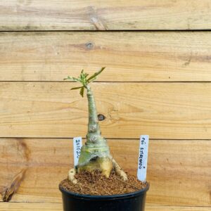 2510 20 Rosa do Deserto Céu Estrelado