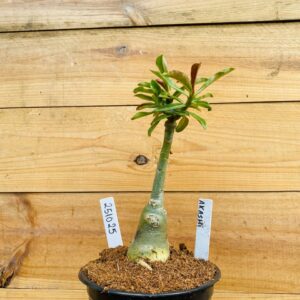 2510 25 Rosa do Deserto Akachi