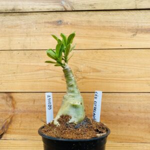 2510 29 Rosa do Deserto Céu Estrelado