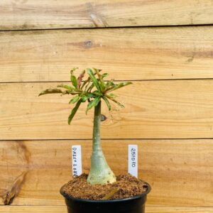 2510 10 Rosa do Deserto Daesy Love