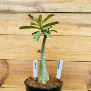 2510 32 Rosa do Deserto Mustang