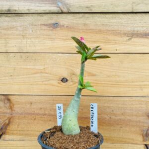 2510 33 Rosa do Deserto Crepusculo