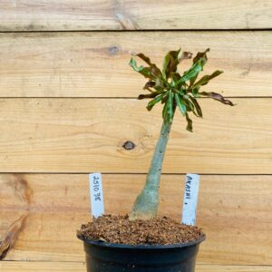 2510 38 Rosa do Deserto Akachi