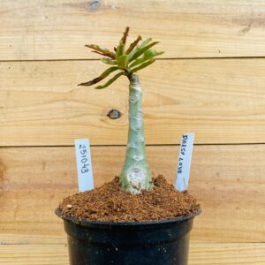 2510 43 Rosa do Deserto Daesy Love