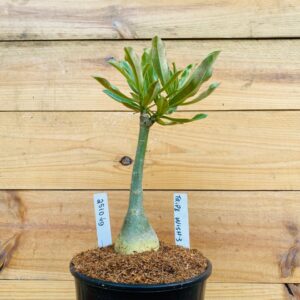 2510 49 Rosa do Deserto Triple Wish 3