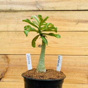 2510 59 Rosa do Deserto Saturno