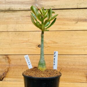 2510 54 Rosa do Deserto Triple Wish 3