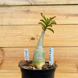 2510 67 Rosa do Deserto Coca Cola