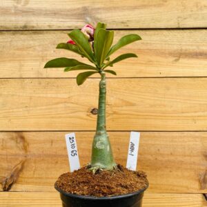 2510 65 Rosa do Deserto Arm-1