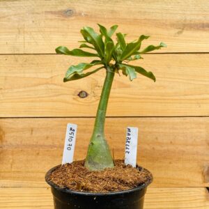 2510 70 Rosa do Deserto Mabelle