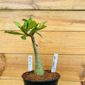 2510 75 Rosa do Deserto Mei Xiang 2