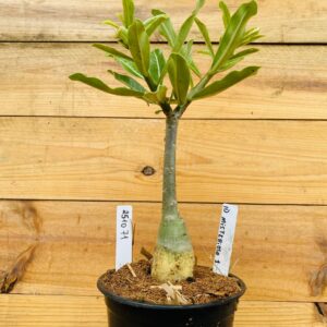 2510 71 Rosa do Deserto ID MISTERIOSO