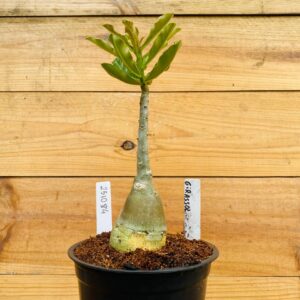 2510 84 Rosa do Deserto Girassol