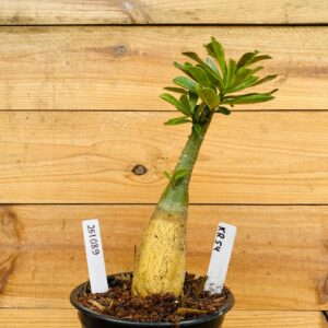 2510 89 Rosa do Deserto KR54