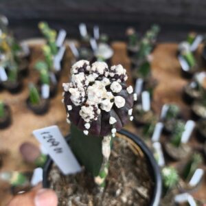 1209 01 Cacto Astrophytum Asterias Purple