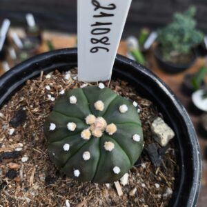 2110 86 Cacto Astrophytum Asterias Nudum