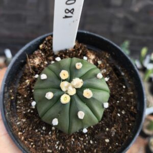 2110 81 Cacto Astrophytum Asterias Nudum