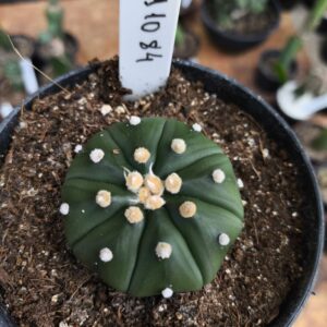 2110 84 Cacto Astrophytum Asterias Nudum
