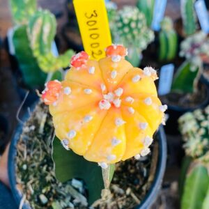 3010 02 Cacto Ásteria áurea