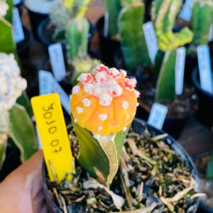 3010 07 Cacto Ásteria áurea