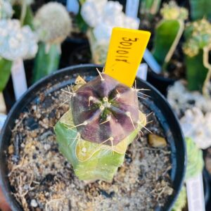 3010 18 Cacto Echinocereus knippelianus