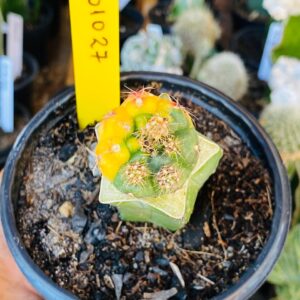 3010 27 Cacto Dansii variegata