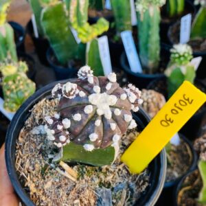 3010 30 Cacto Ásteria purple Black