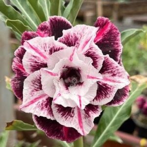 Avaria -  Rosa do Deserto Lys