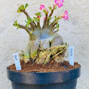 3010 01 Arabicum Onyx - Adulta