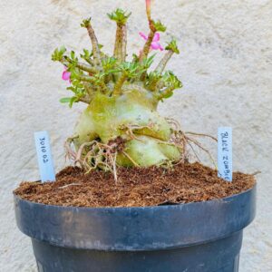 3010 02 Arabicum Black Zombie - Adulta