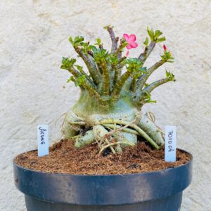 3010 04 Arabicum Aeung  - Adulta