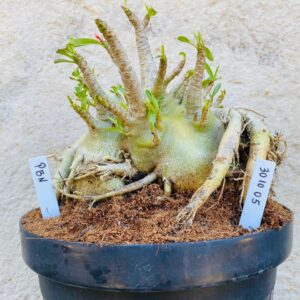 3010 05 Arabicum Pbn  - Adulta