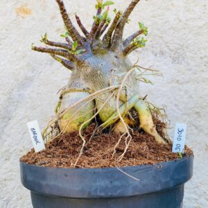 3010 06 Arabicum Bardok - Adulta