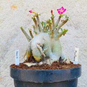 3010 11 Arabicum Minotauro - Adulta