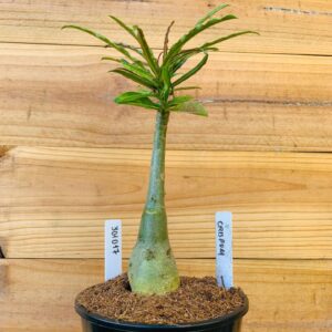 3010 17 Rosa do Deserto Crispum