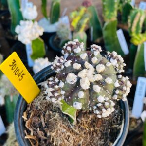 3010 45 Cacto Astrophytum Asterias Purple
