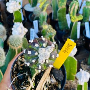 3010 41 Cacto Astrophytum Asterias Purple