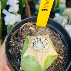 3010 46 Cacto Blossfeldia liliputiana