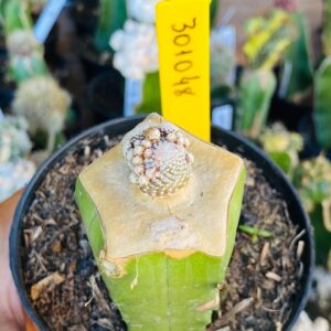 3010 48 Cacto Blossfeldia liliputiana