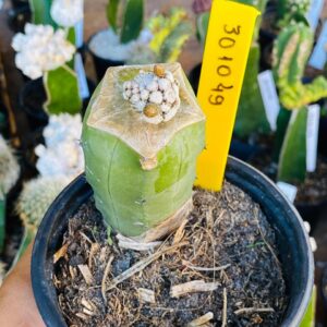 3010 49 Cacto Blossfeldia liliputiana