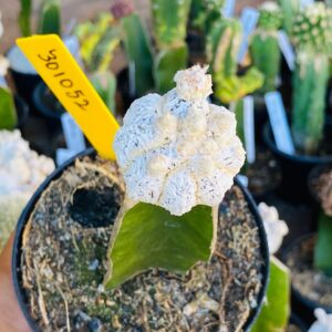 3010 52 Cacto Snowball