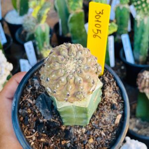 3010 56 Cacto Eriosyce napina