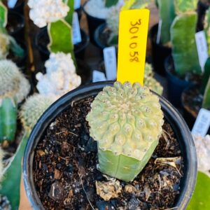 3010 58 Cacto Eriosyce napina