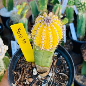 3010 59 Cacto Cipocereus Bradei Variegata