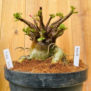 3110 04 Arabicum Super Black - Adulta