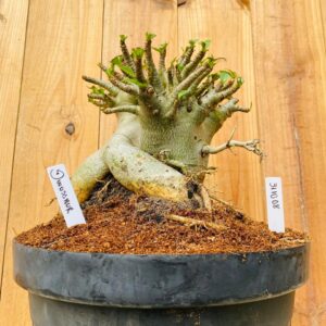 3110 08 Arabicum Dinossaur  - Adulta