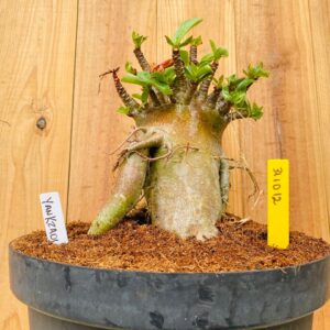 3110 12 Arabicum Yakzaou - Adulta